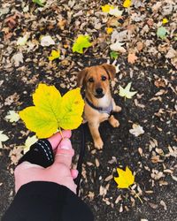 Young woman holding leaves on dog during autumn