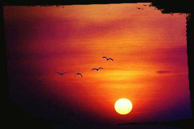 Silhouette of birds flying in sky