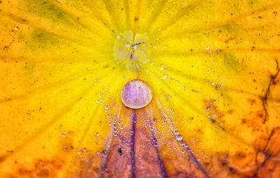 Full frame shot of water drops on yellow flower