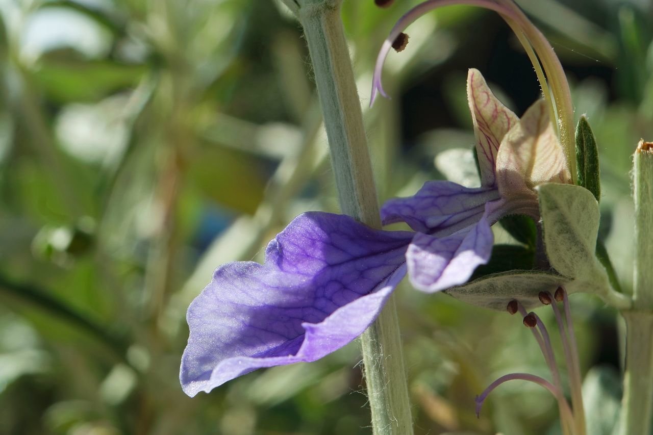 CLOSE-UP OF IRIS BLOOMING OUTDOORS