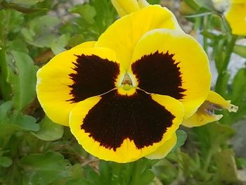 Close-up of yellow flower