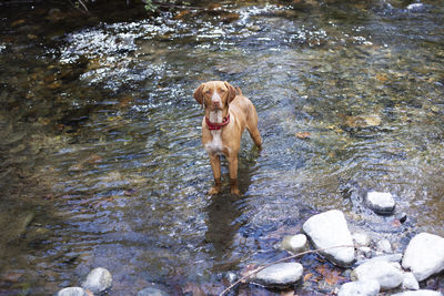 High angle view of dog on rock in lake