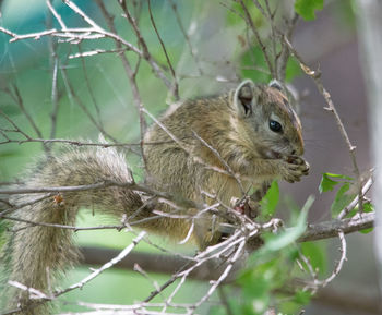 Close-up of squirrel on tree branch