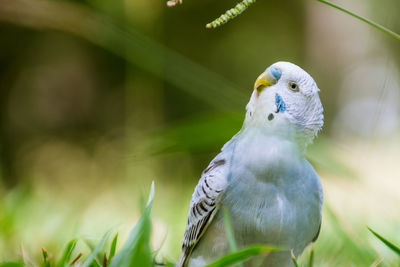 Close-up of parrot perching on plant