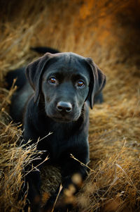 Close-up portrait of black dog