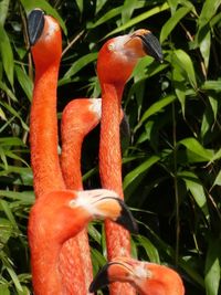 Close-up of orange parrot