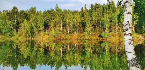 Scenic view of lake by trees in forest against sky