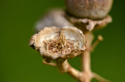 Close-up of plant against blurred background