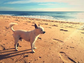 Dog on beach against sky during sunset