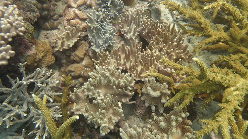 Close-up of coral in sea