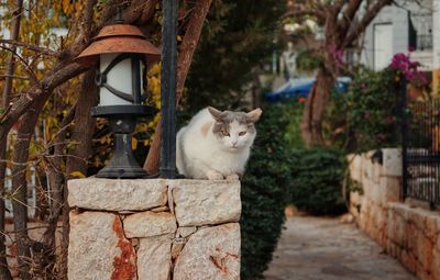 Portrait of cat