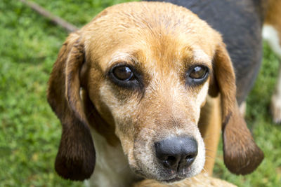 Close-up portrait of dog