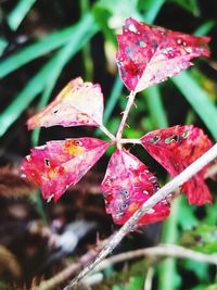 Close-up of wet red flowers