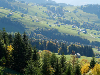 High angle view of trees on field