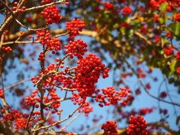 Low angle view of red berries on tree