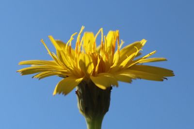 Close-up of yellow flower against blue sky