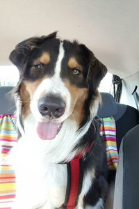 Close-up portrait of dog