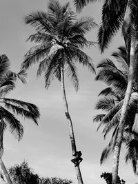 Low angle view of palm trees against sky