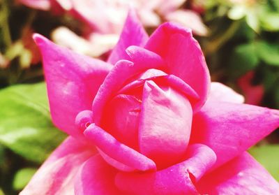 Close-up of pink flower blooming outdoors