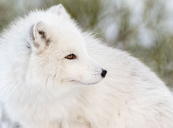 Close-up of white rabbit