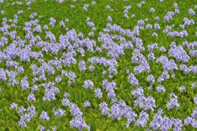 Close-up of purple flowers blooming in field