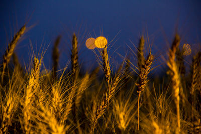 Close-up of wheat crops on field at dusk