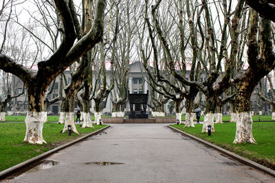 View of trees in park