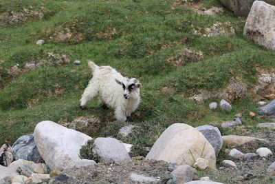 View of a sheep in grass