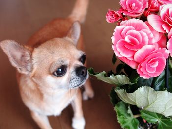 Close-up of a dog