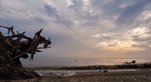 View of driftwood on beach