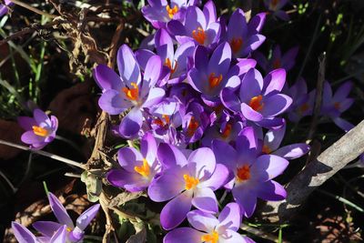 Close-up of purple crocus flowers