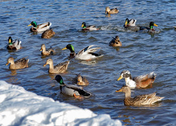 Ducks swimming in lake