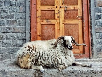 Sheep relaxing outside door