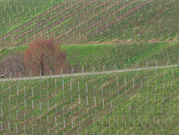 View of green landscape