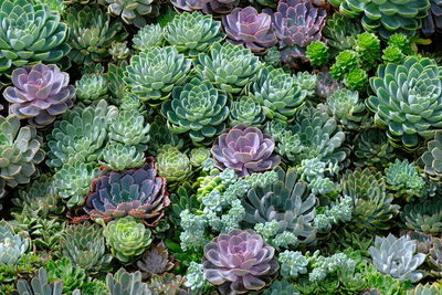 Full frame shot of tiny purple plants