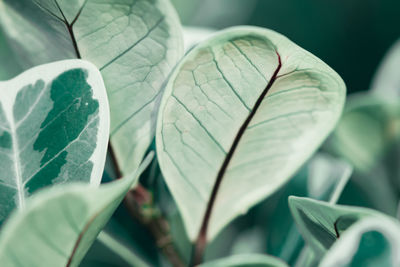 Close-up of leaves