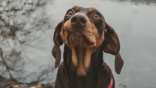 Portrait of dog looking up outdoors