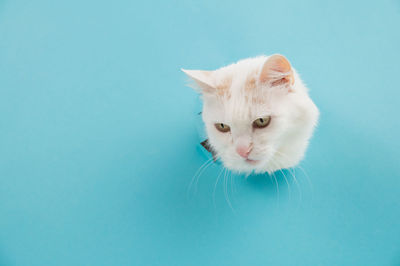 Close-up of cat against blue background