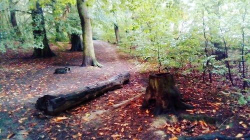 Trees in forest