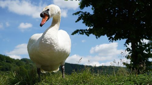 Low angle view to white swan standing on grass area under tree against blue sky