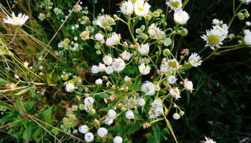 Close-up of white flowering plants on field