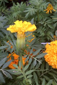 Close-up of yellow flowering plant