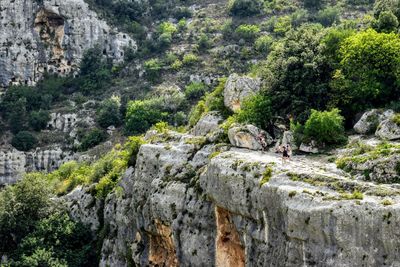 View of trees growing on rock