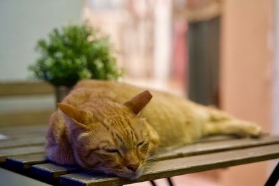 Close-up of a cat sleeping