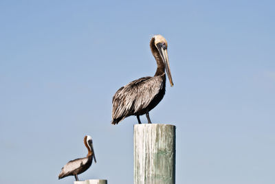 Low angle view of pelican perching on wooden post against clear sky