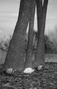 Close-up of horse against trees