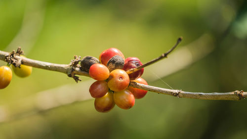 Close-up of berries growing on tree