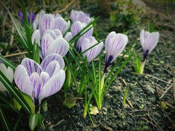 Close-up of purple crocus flowers on field