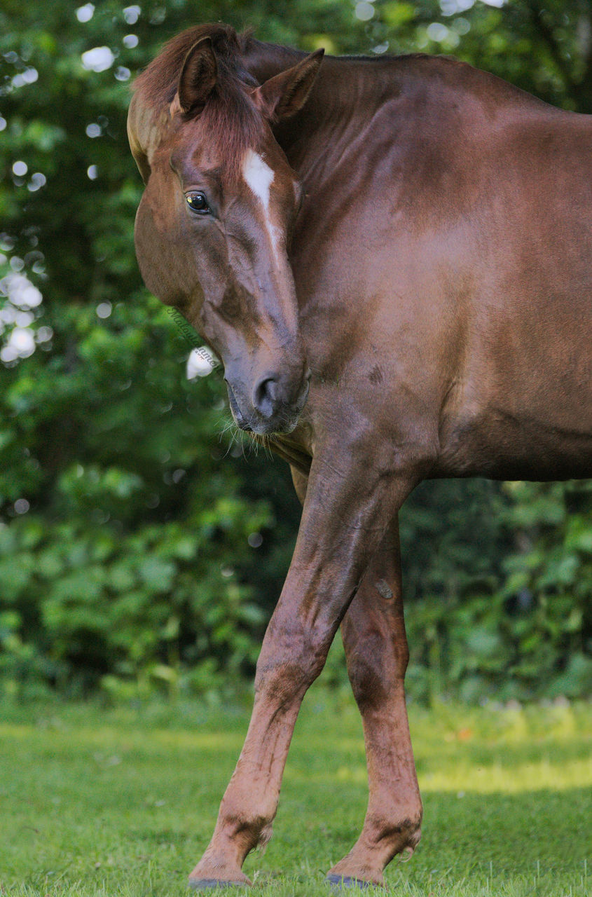 mammal, horse, one animal, animal themes, domestic animals, livestock, herbivorous, field, day, grass, focus on foreground, brown, standing, no people, outdoors, looking at camera, portrait, nature, close-up, tree