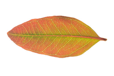 Close-up of orange leaf against white background